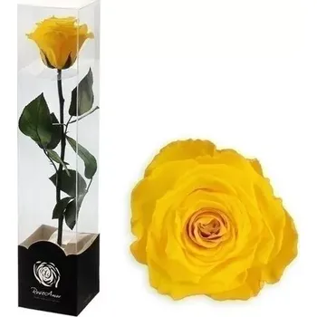 umělá květina Stabilizovaná růže na stonku 30cm žlutá