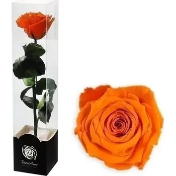 umělá květina Stabilizovaná růže na stonku 30cm oranžová