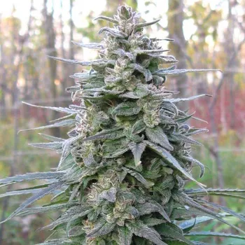 Semeno KC Brains Seeds - Leda Uno regular 5 ks