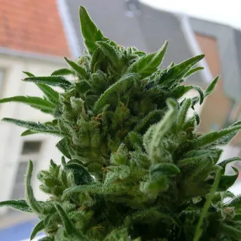 Semeno KC Brains Seeds - K.C. 33 regular 5 ks