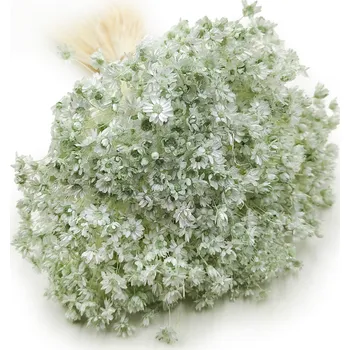 mech-mech.cz Sušená Glixia - (Comanthera) - mátová - 50g