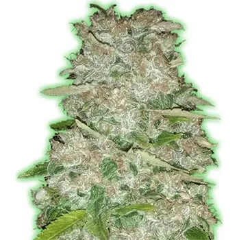 Semeno Monster Genetics - Monster Gorilla Glue 3 ks