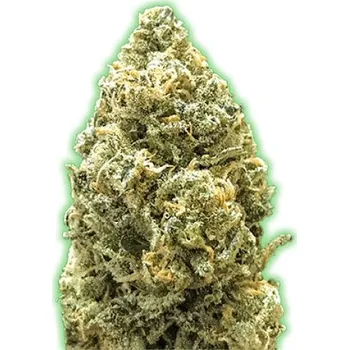 Semeno Monster Genetics - Monster Bruce Banner Auto 3 ks