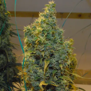 Semeno Mr. Nice - NL5 x Haze regular 15 ks