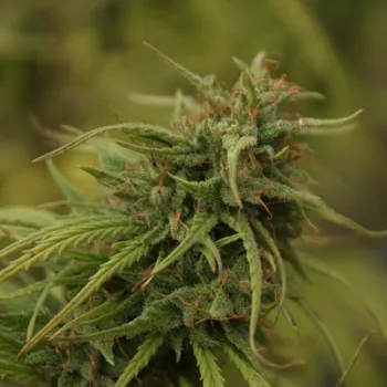 Semeno Mr. Nice - Neville´s Skunk regular 15 ks