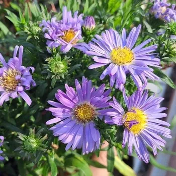 Sazenice Aster novi-belgii Wood's Purple