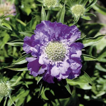 Sazenice Lukon Glads Scabiosa caucasica PERFECTA MID BLUE - hlaváč kavkazský