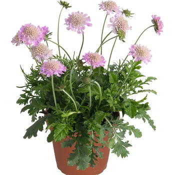 Sazenice Lukon Glads Scabiosa columbaria PINK MIST - hlaváč
