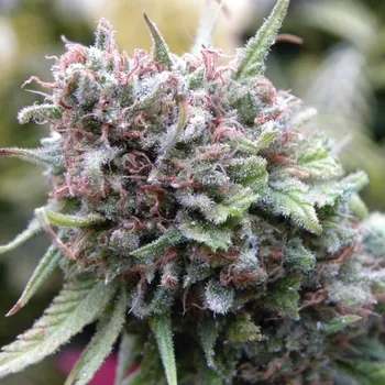 Semeno Mr. Nice - The Cure regular 15 ks