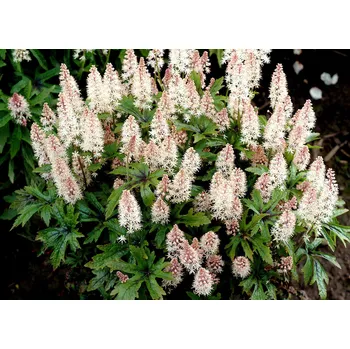 Semeno Lukon Glads Tiarella hybrida PINK SKYROCKET - mitrovnička