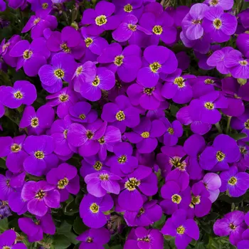 Sazenice Lukon Glads Aubrieta deltoidea CASCADE PURPLE - tařička