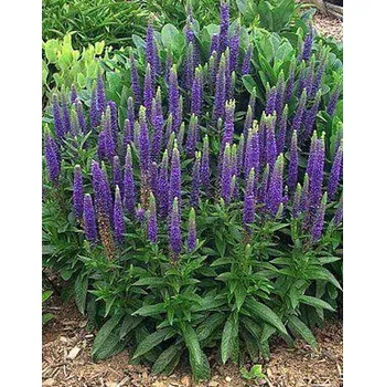 Sazenice Lukon Glads Veronica spicata NANA BLAUTEPPICH - rozrazil klasnatý