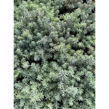 Sazenice Lukon Glads Sedum reflexum - rozchodník