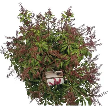 Květináč Pieris japonský FloraSelf Pieris japonica 'Passion' květináč 10 l