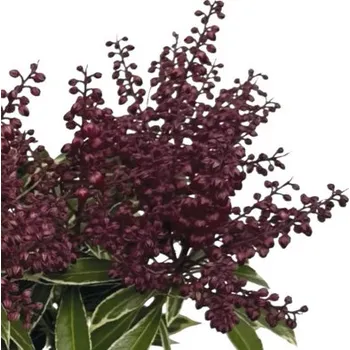 Květináč Pieris japonský FloraSelf Pieris japonica 'Polar Passion' květináč 3 l