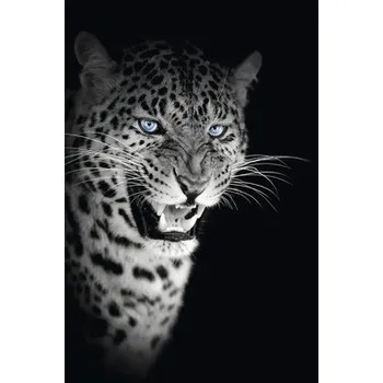 Obraz Obraz na plátně "Jaguár" 60x90 cm