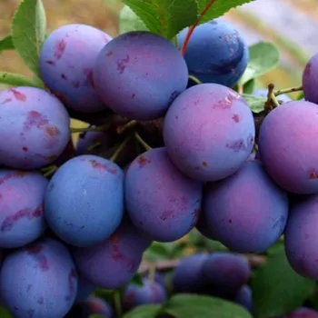 Sazenice SLIVOŇ DURANCIE - Podnož Myrobalán