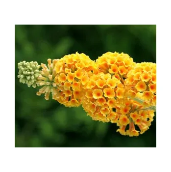 Sazenice MOTÝLÍ KEŘ Komule Davidova ŽLUTÁ