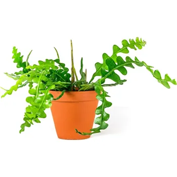 Gardners Epiphyllum anguliger, průměr 9 cm Epifylum, fylokaktus, listokvět