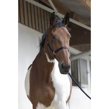 Vybavení pro koně Ohlávka s vodítkem RIDING WORLD Club navy blue SHETTY