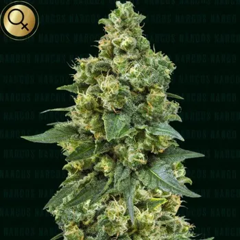 Semeno Narcos Seeds - Cali Critical Power 3 ks