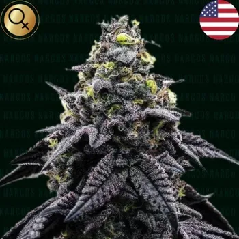 Semeno Narcos Seeds - AK - Automático 3 ks