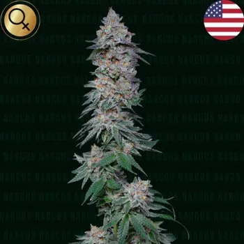 Semeno Narcos Seeds - Forbidden Fruta Cake 3 ks