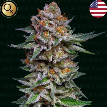 Semeno Narcos Seeds - El Patrón Dosidos Auto 5 ks