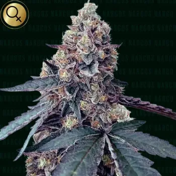 Semeno Narcos Seeds - La Chica 3 ks