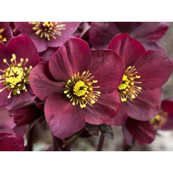 Sazenice Čemeřice 'HGC® Ice n' Roses Amarela' Balení: kontejner C2