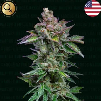 Semeno Narcos Seeds - Strawberry Merengue Auto 3 ks