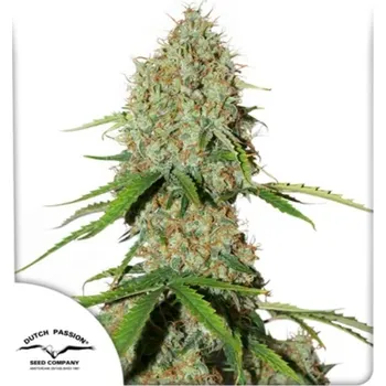 Semeno Dutch Passion - Auto Brooklyn Sunrise 3 ks