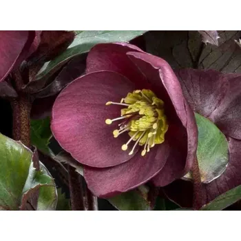 Sazenice Čemeřice 'HGC® Ice n' Roses Barolo' - Helleborus 'HGC® Ice n' Roses Barolo' Balení: kontejner C2