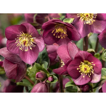 Sazenice Čemeřice 'HGC® Ice Breaker Ruby' Balení: kontejner C2