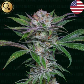 Semeno Narcos Seeds - Sabroso Cherry 3 ks