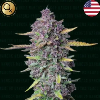 Semeno Narcos Seeds - Sueño Purple Punch Auto 3 ks