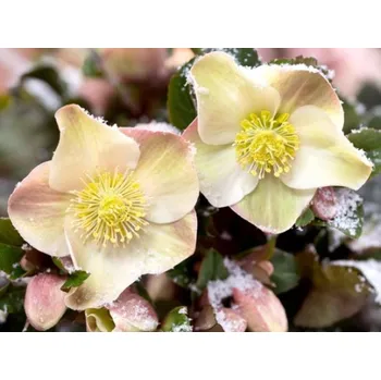 Sazenice Čemeřice 'Cinnamon Snow' - Helleborus orientalis 'Cinnamon Snow' Balení: kontejner C2