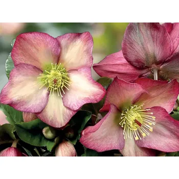 Sazenice Čemeřice 'Ice N' Roses Rosali' kontejner C2