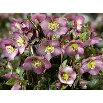 Sazenice Čemeřice 'HGC® Ice n' Roses Mindy Marble' Balení: kontejner C2