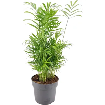 Gardners Chamaedorea elegans, průměr 17 cm Chamedorea sličná, Palma horská, Oštěpuška nádherná