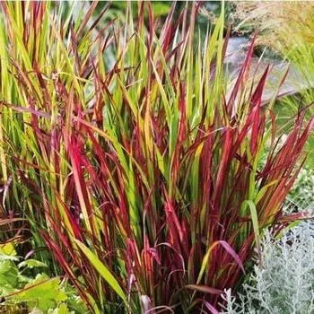 Sazenice Imperata Cylindrica Red Baron 1L