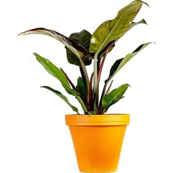 Gardners Philodendron imperial red, průměr 12 cm Filodendron