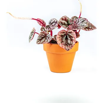 Peperomia Mix, průměr 6 cm - Zachraň Kytku Peperomie, pepřinec