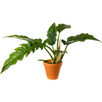 Gardners Philodendron Narrow Escape, průměr 14-15 cm Filodendron