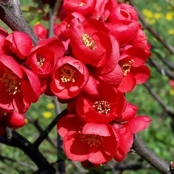 Kdoulovec japonský Fire Dance 2L