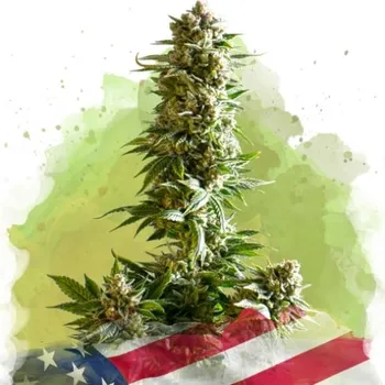 Semeno Nirvana - Girl Scout Cookies Auto 5 ks