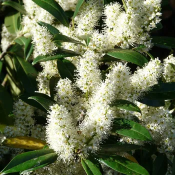 Sazenice Vavřínovec lékařský 1L