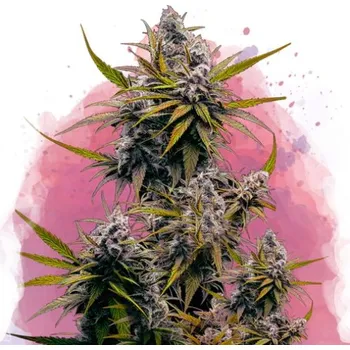 Semeno Nirvana - BlackJack 5 ks