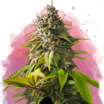 Semeno Nirvana - Amnesia Haze 3 ks