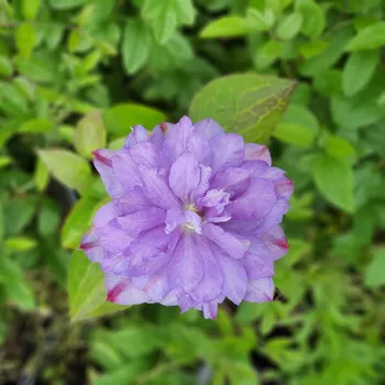 Sazenice Clematis Vyvyan Pennell 1L